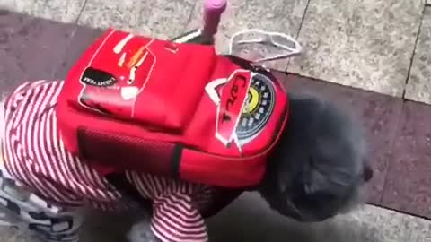 Scooter Time, Doggy