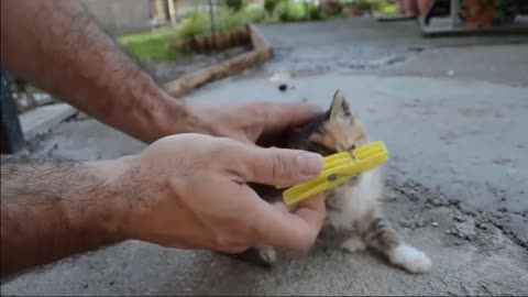 I can remove my cat batteries, a cute little kitty