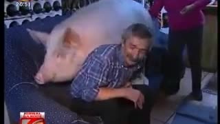 Casal vive com porca de 220 kg