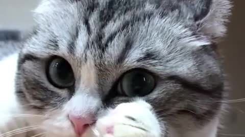 The pink nose of the cat is really beautiful, so cute