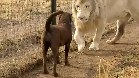 Cute Lion Gives Smooches toPuppy's