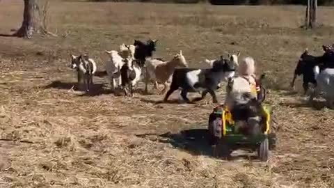Little Girl and Her Dog Help Herd the Goats