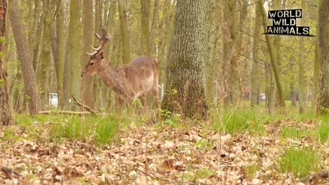 Deer battle for dominance