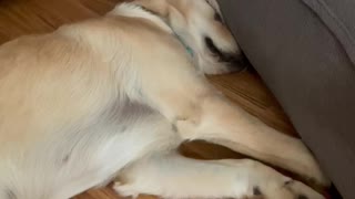 Puppy snoring 💤