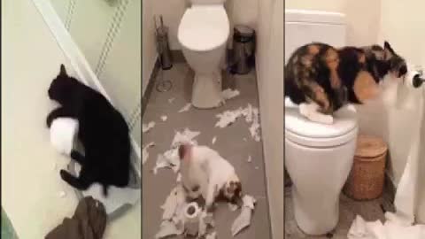 Cats Shit Show in the Bathroom!