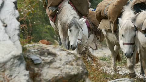 Himalayan stepherds lead horses caravan with goods in the mountains