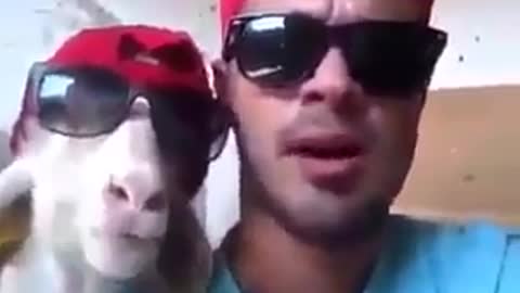 goat singer