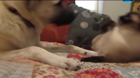 The dog disturbed the cat by farting while sleeping funnyvideo full watch
