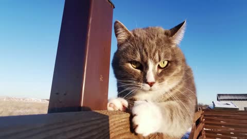 The cat that hides and seeks on the bridge with you