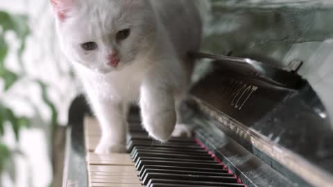 The cat plays the piano very well