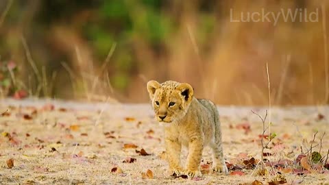 Excuse me, did you see my mom? #Lion cub calling its mother