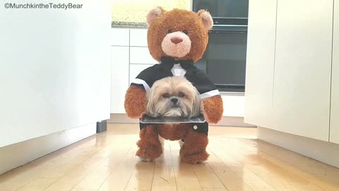 Munchkin the Teddy Bear's 'head on a platter' Halloween costume