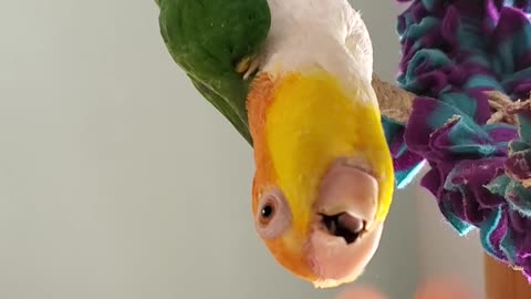 Funny bird hanging upside-down
