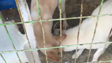 Feeding the cute puppy
