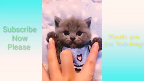 Cute cat and Dog Funny Video || New Video || 2021