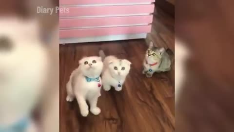 Funny animal video