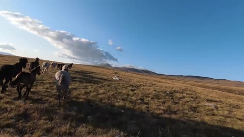 Aerial FPV drone shot of a chasing and flying close around herd of wild horses