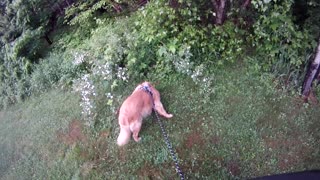 June 9th, 56º Flynn and I stick to grassy areas on the property