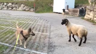 Kangal Sheperd Dog-Mix is scared of Sheep