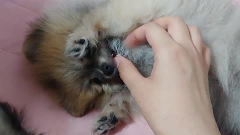 Two baby puppies lying down