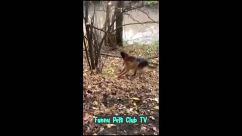 Funny Animal Videos 😁😁😂🤣 Funniest Cats and Dogs Videos