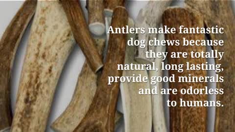 Dog Chews