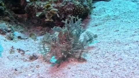 weedyscorpionfish attacking