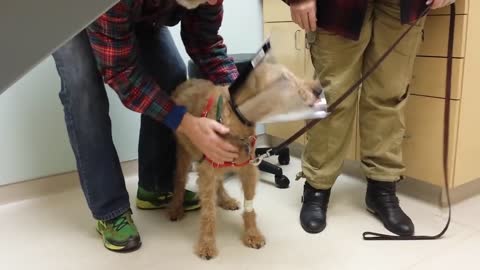 Blind Dog Gets Surgery So He Can See His Family Again, And 14 Million Are In Love With His Reaction