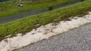 Huge Python Pulled From Water Filled Ditch