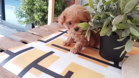 cute puppy