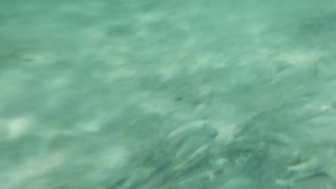 underwater with Fishes and Coral reefs in Egypt Sharm Elshikh