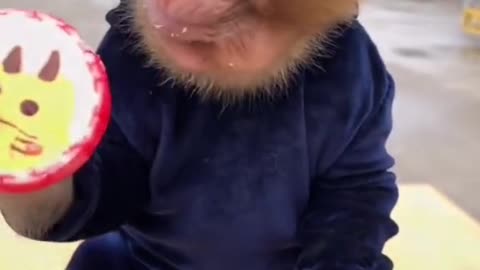 Cute Monkey like to eat Candy