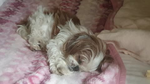 A cute sleeping dog on the bed no.3