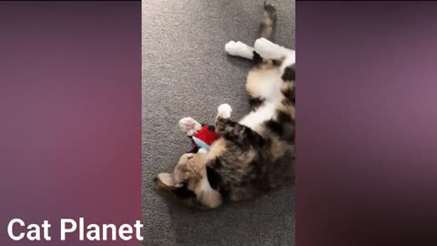 the funniest kittens compilation 2021