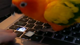 Sun Conure Offers IT Support