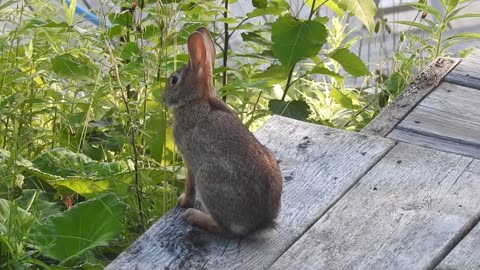 bunny hanging out at the cottage