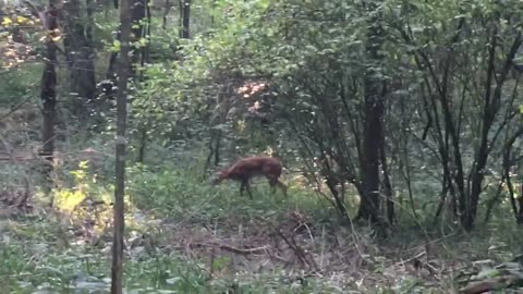 Wildlife Encounters - God’s Blessing with Me, Multiple Wildlife at Once