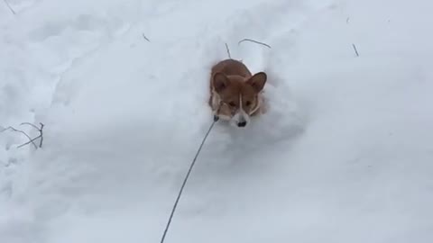 Brown corgi running and covered in snow in slomo