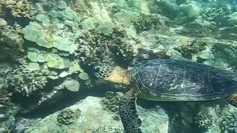 Justlookedtothesideandaturtlewashoveringbyme#oceanlover#underwater#honu#turtle#hello