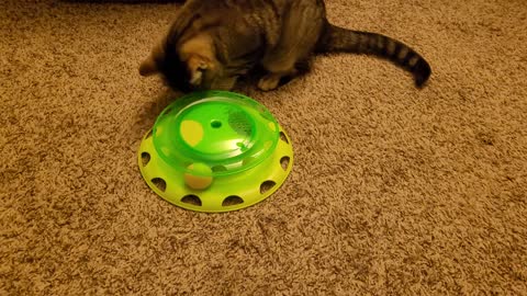 Cat on Christmas playing with her new toy