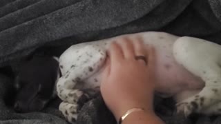 First belly rub, found the spot!