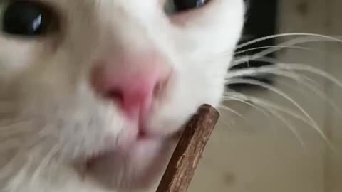 The cat is intoxicated by the food and objects he likes貓咪正在陶醉自己喜歡的食物跟物品