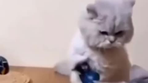 Funny and Cute Cats Videos #249