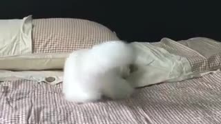 Angora cat is time for a game