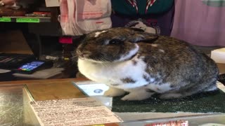 Adorable Bunny Helps at the Checkout