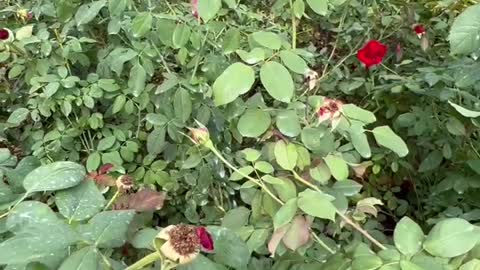 Red flowers are very enthusiastic