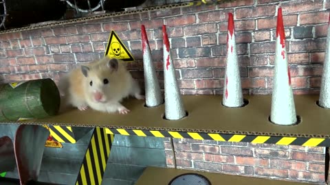 The Best Hamster Challenges