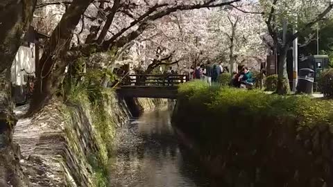 The sound of the river, the sound of the wind, the smell of spring, the cherry blossoms