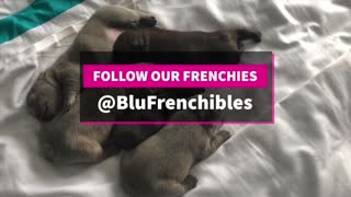French Bulldog Puppies Play Fighting