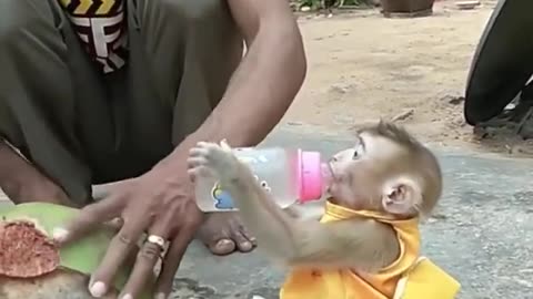 YaYa Super Screaming Wants Coconut Juice, She Wants Daddy Stop Chopping